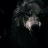 red_wolf